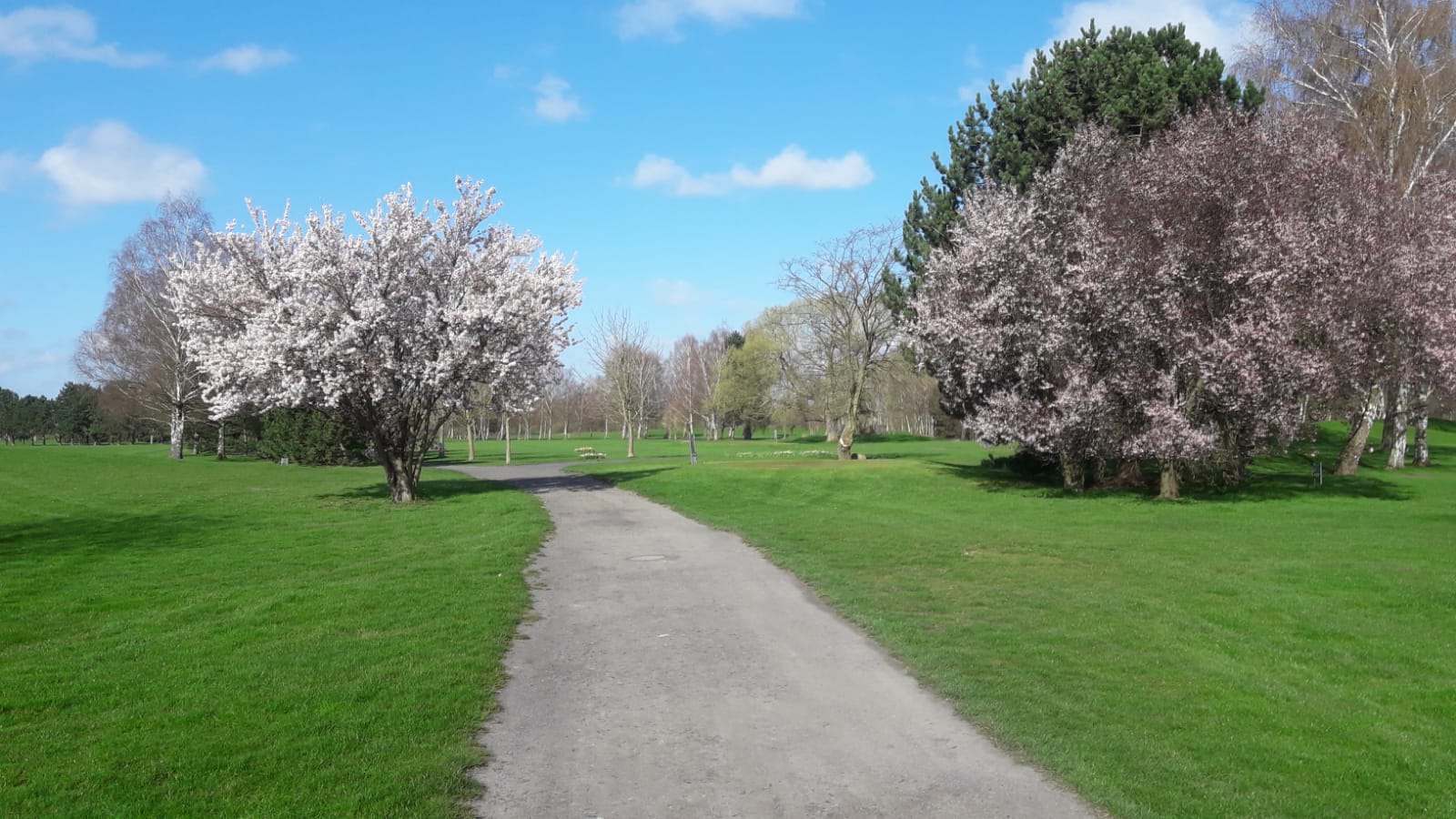 Baum blüht