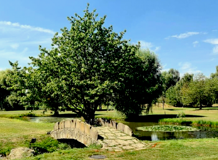 Golfer's bridge like St. Andrews III