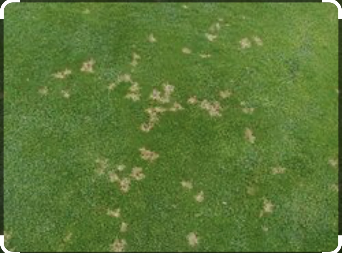 Dollar Spot