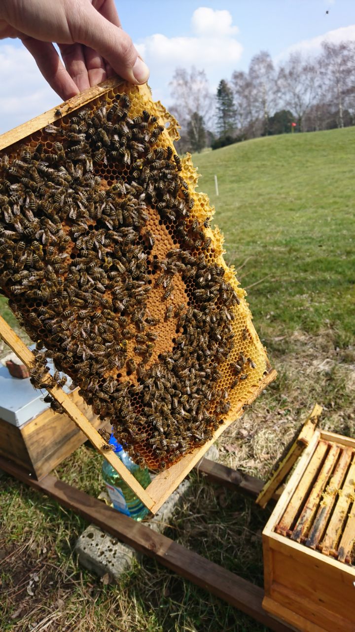 Bienen